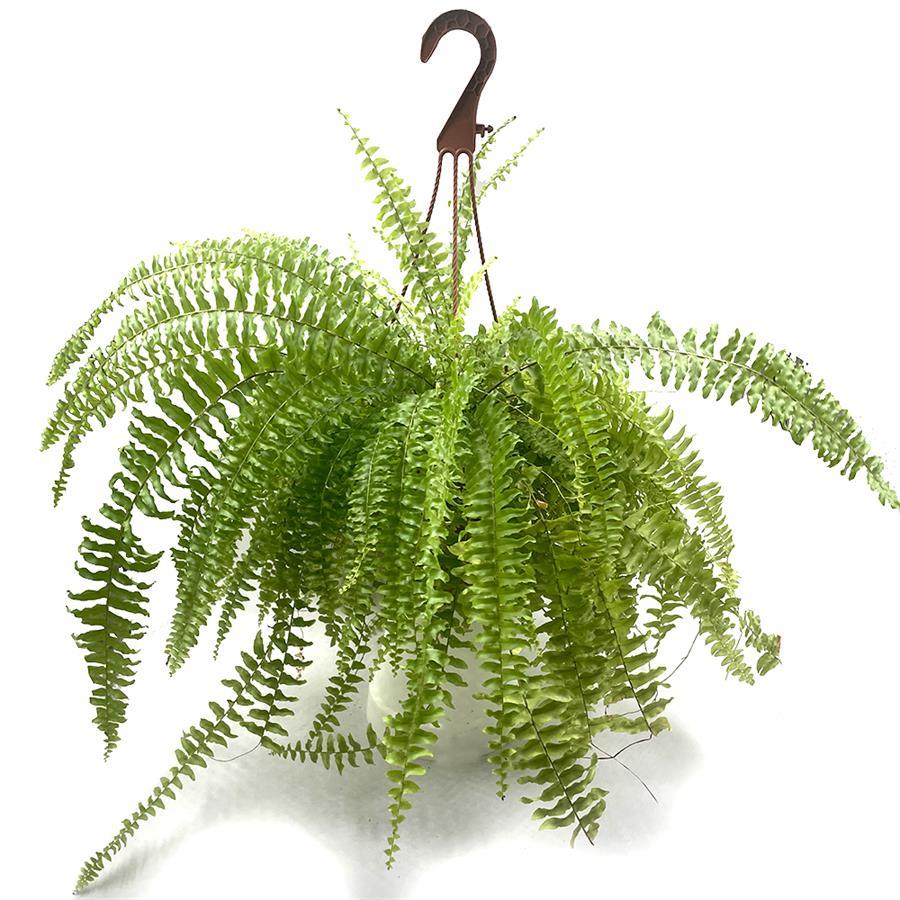 יפרח משתלה בתל אביב | שרך בוסטון Boston Fern